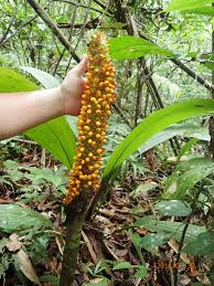 Image result for Amorphophallus goetzei