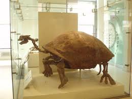 Image result for Megalochlamys