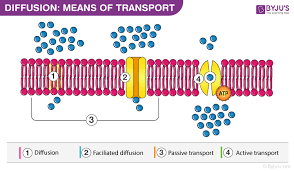 Diffusion In Plants Means Of Transport Types Importance