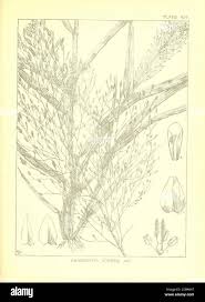 Image result for Eragrostis aspera