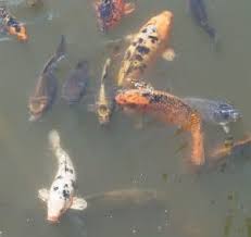 The blood of fish is 7.4, so an ideal ph for your pond would be 7.4. Guide To Koi Pond Alkalinity Kh Carbonate Hardness Ideal Levels Pond Informer