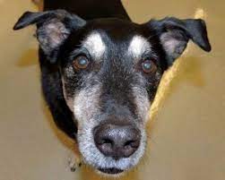 Thyroid growths can be benign (adenoma) or malignant (carcinoma). Thyroid Cancer Sniffing Dogs Endocrine News