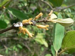 Image result for Strychnos innocua