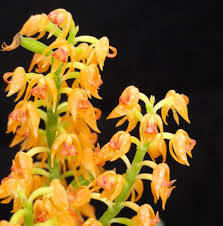 Image result for Polystachya cultriformis