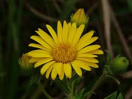 Image result for Heteropyxidaceae