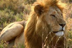 En este último apartado, la melena de león tiene un papel crucial en la neurogénesis. Singularidades Extraordinarias De Animales Ordinarios Xxxii El Leon
