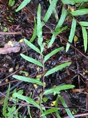 Image result for Pityrogramma aurantiaca