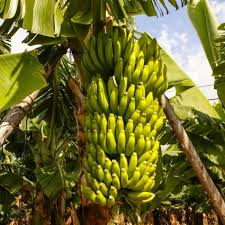 Double mahoi is another sweet banana that works well in deserts. Dwarf Cavendish Banana Tree Naturehills Com