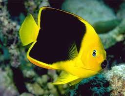 Check spelling or type a new query. Rock Beauty Angelfish Large 4 5 Inches Salt Water Fish Store Store