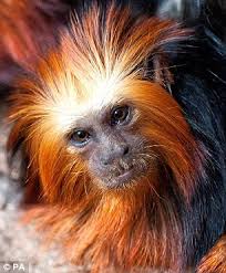 Check spelling or type a new query. Humans Could Have Developed Blank Palette Faces So Their Expressions Could Be Read More Easily Than Monkeys Daily Mail Online