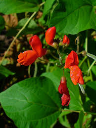 Image result for Phaseolus coccineus