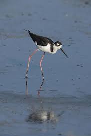 Black Bird With Blue Neck A Black Necked Stilt Wades For Food By George Grall Pet Birds Black Neck Beautiful Birds