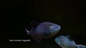 Some other common names include blue triggerfish, redfang triggerfish, redtoothed filefish, and niger triggerfish. Red Toothed Triggerfish Rare Odonus Niger Hd 1080p Youtube