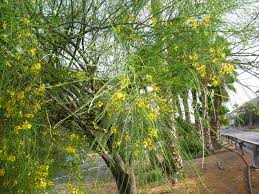 Image result for Parkinsonia aculeata