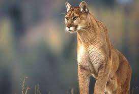 La Pampa extendió la prohibición de cazar pumas para este año