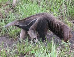 Angebote erhalten für tiere transport paraguay. Grosser Ameisenbar Wikipedia