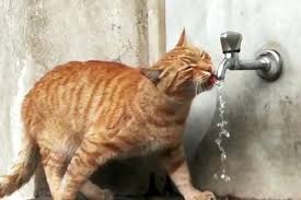 Bursa Daki Bu Kedi Cesmeden Su Iciyor Bursada Bugun Bursa Bursa Haber Bursa Haberi Bursa Haberleri Bursa