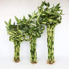 Do You Know About Caring For Growing Lucky Bamboo Lucky Bamboo Bamboo Stalks Lucky Bamboo Plants