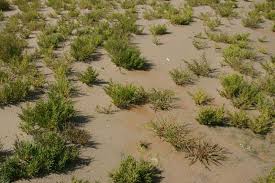 Image result for Suaeda