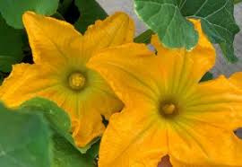 Every time i open a closed male flower there's at least one or even two bees trapped in i constantly think about eating them! 6 Reasons Why Cucumbers Are Deformed Okra In My Garden
