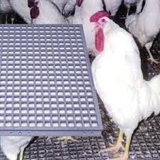 Pin On Chickens