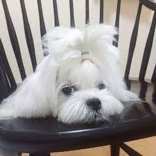 pretty little girl hunde malteser lange haare