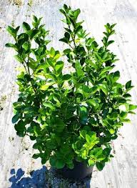 Image result for Euonymus