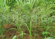 Image result for Indigofera dendroides