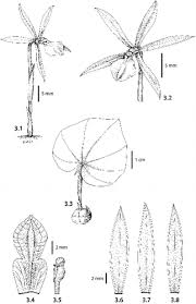 Image result for Nervilia adolphi