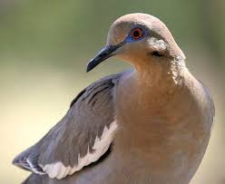 Large Brown Bird With Black And White Wings White Winged Dove Ebirdr White Wings Doves Pet Birds