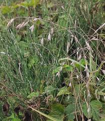 Image result for Bromus leptoclados