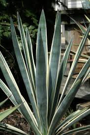 Image result for Agave sisalana