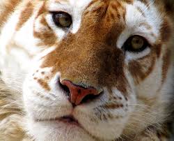 Next what's tiger woods looking at? Golden Tabby Tiger Explore Tumblr Posts And Blogs Tumgir