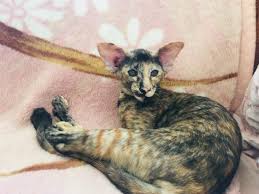 Oriental & siamese kittens for sale. Oriental Shorthair For Sale In The City Of Moskva Russian Federation Price 1000 Announcement 2323