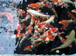 Aeration, algae & weed control, decorative fountains, fish care Free Download Koi Pond Screensaver 640x480 For Your Desktop Mobile Tablet Explore 50 Koi Pond Live Wallpaper Desktop Wallpaper Koi Fish Koi Free Live Wallpaper Koi Live Wallpaper For Windows