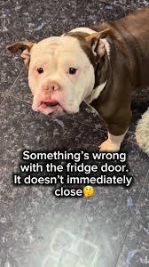 Glasses the Bully added a new photo.