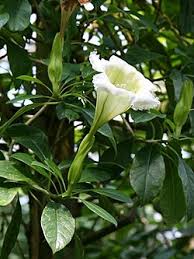Image result for Solandra