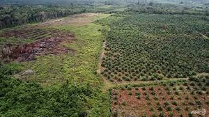 How to boost rural incomes in africa? Indonesia Gantung Pembukaan Ladang Baru Kelapa Sawit Berita Mediacorp