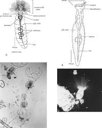 Image result for Oncocalyx bolusii