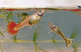 Do Any Fish Give Live Birth? Do Any Fish Lay Eggs? - Quora