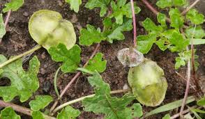 Image result for Dicerocaryum eriocarpum