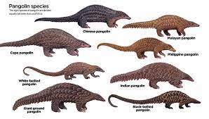 World Pangolin Day In 2021 Animals Pangolin Mammals