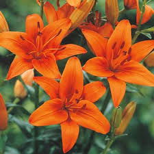 Maybe you would like to learn more about one of these? Asiatic Lily Orange County K Van Bourgondien Asiatic Lilies Showy Flowers Lily Flower