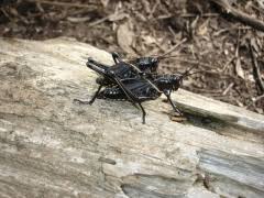 After mating, females will begin laying eggs during the summer months. Southeastern Lubber Grasshopper Romlea Microptera Loyola University Center For Environmental Communication