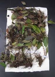 Image result for Rhaptopetalum evrardii