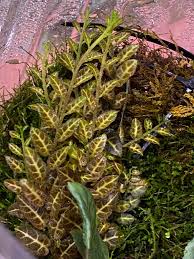 Image result for Solanum sp. A