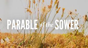 Mya's weekly insight: The parable of the sower – THE BISON