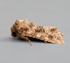 Image result for Hadena irregularis