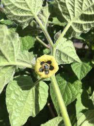 Image result for Physalis viscosa