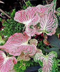 How To Make An Interesting Art Piece Using Tree Branches Ehow Plants Planting Flowers Caladium